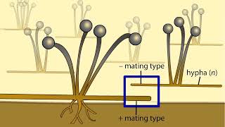 Life Cycle of a Zygospore Fungus [upl. by Naitsihc]