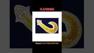 FLATWORMS flatworms  WHAT IS FLATWORM shortsviraltrending [upl. by Hudgens]