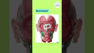 Buccinator Muscle Anatomy MBBS doctorsschool [upl. by Anoiek]