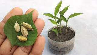 Grow cardamom from seeds  Grow Properly at home  Grow plants from seeds [upl. by Enilav]