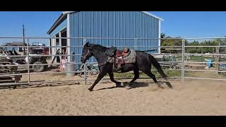 Sage warning up in the Round pen 10524 She sometimes has more go than whoa 🐎 [upl. by Bortz893]