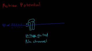 Resting potential and action potential [upl. by Labotsirc]