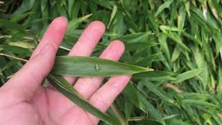 Phyllostachys aurea yellow bamboo [upl. by Uyr]