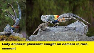 courtship dance of Amherst Pheasant caught on camera Chrysolophus amherstiae [upl. by Lithea382]