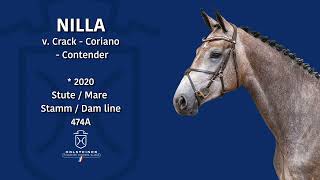 Holsteiner EliteReitpferdeauktion 2023  Nr 115 Nilla [upl. by Andrej]