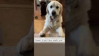 No Privacy EVER For Dog Mom funny cute love [upl. by Inalan664]