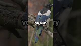 10 Amazing Facts About the Western Magpie australiananimals birdlifeaustralia birdsofaustralia [upl. by Lexi]