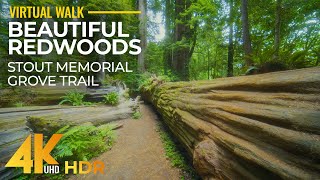 Stout Memorial Grove Trail in 4K HDR  Forest Walk through the Redwoods  Part 1 [upl. by Frere162]