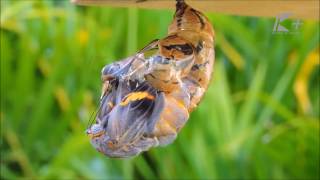 Metamorfose da borboleta  Crisálida para borboleta Brassolis sophorae [upl. by Anniroc]