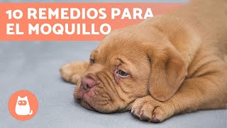 10 REMEDIOS CASEROS para el MOQUILLO en PERROS 🐶 [upl. by Normi]