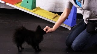 How to Teach a Pomeranian Tricks  Dog Tricks [upl. by Baerl]