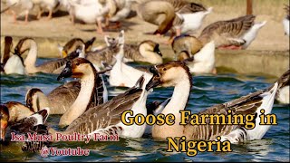 Goose Farm  Advantage of Goose Farming  Goose Egg Laying Period  Goose Breeds  Feeding the Goose [upl. by Atteuqahc232]