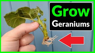 How to Grow Geraniums from Cuttings Complete Process [upl. by Ahsela]