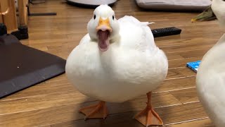 Our Pet White Call Duck Quacking Quacking [upl. by Dag]