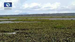 Benin Farmers Makes Organic Fertilizer From Water Hyacinth EcoAfrica [upl. by Shaina]