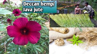 Deccan hemp jawa juteHibiscus cannabinus plant [upl. by Gluck918]