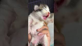 kitten catmantoo cat caturday cute catmeo catlover meow kucinglucu kitten kitty [upl. by Mandie]