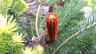 Banksia ericifolia  Heath Banksia  Lantern Banksia HD 01 [upl. by Lekim]