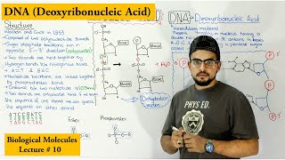 DNA Structure and functions  A type of Nucleic Acid [upl. by Schick]