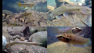 Freshwater Fish of Malaysias Rainforests [upl. by Gilda]