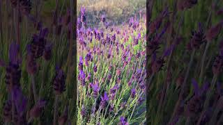 Ya floreció nuestra primer especie de Lavanda Lavandula Stoechas pedunculata lavanda plantas [upl. by Alpert]