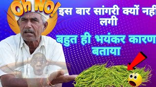 इस बार सांगरी क्यों नहीं लगी भेराराम जी ने कारण बताया।।How to get Sangri applied on Khejri 🙏 [upl. by Norty964]