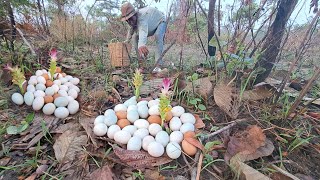 BEST unique pick a lot of eggs under tree pick by best hand [upl. by Eineeuq987]