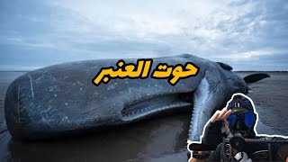 حوت العنبر 🤯 غوص diving scubadiving [upl. by Linzer]