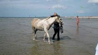 naar het strand met texas [upl. by Floria]