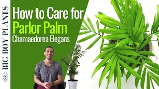 Parlor Palm Care 101 Chamaedorea Elegans [upl. by Oir]