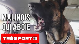 Malinois qui Aboie ⚠️ [upl. by Stephie]