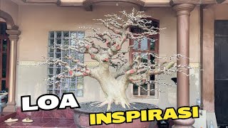 Bonsai Inspirasi Dirumah Pak Lanang [upl. by Altman545]