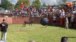 Bull Fighting in Madeira Park [upl. by Ria]