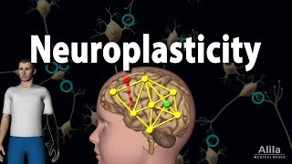 Neuroplasticity Animation [upl. by Hunter29]