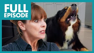 Huge St Bernard Dogs Bark For 40 Minutes Straight😬  Full Episode [upl. by Tadd]