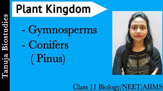 Gymnosperms  Conifers Pinus  Characteristics amp Life Cycle  Ch3 Plant Kingdom Class 11 Biology [upl. by Melisa27]