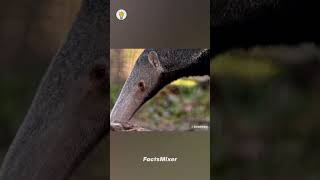 Giant Anteater 🐜 shorts viral [upl. by Sinnod253]