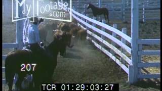 1950s Herding Cattle Down Road Into Pen Branding [upl. by Eeral982]