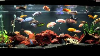 10 Minutes of an African Cichlid Fish Tank [upl. by Meadows854]