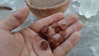 How to Grow Kachnar Tree from Seeds at Home [upl. by Aenneea]