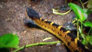 BlackHeaded Bushmaster Lachesis melanocephala [upl. by Nwahs]