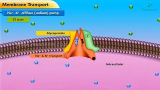 Medical Physiology Animated Video lectures Trailer  Proceum Pvt Ltd [upl. by Ainoet]