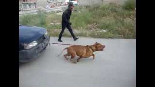 pitbull quotbaguèraquot pulling a car 1160 kilos from tunisia apbt red nose 1 [upl. by Molli582]