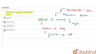 What is the function of statocyst of snail [upl. by Osric]