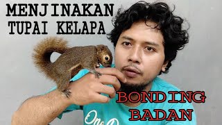 melatih TUPAI KELAPA supaya JINAK TOTAL [upl. by Dede]