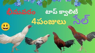 saleభీమవరం టాప్ క్వాలిటీ నాలుగు పుంజులు సేల్telugu video viral 9542131141 [upl. by Tome]