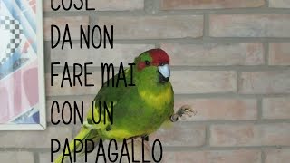 15 Cose da non fare mai con un pappagallo  Federico Orlandi [upl. by Hgielrebmik]