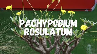 Pachypodium Rosulatum Um Guia Desta Planta [upl. by Bellis771]