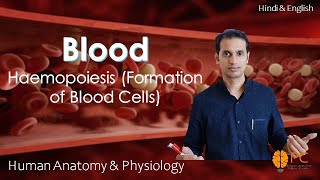 Haemopoiesis Formation of Blood Cells RBCs WBCs and Platelets [upl. by Nussbaum]