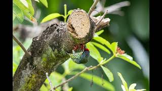 20240410 coppersmith barbet nest [upl. by Malchus]